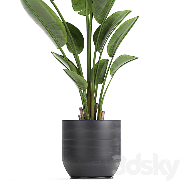 A beautiful small indoor banana palm in a black flower pot Strelitzia. Set 723. 3DSMax File - thumbnail 3