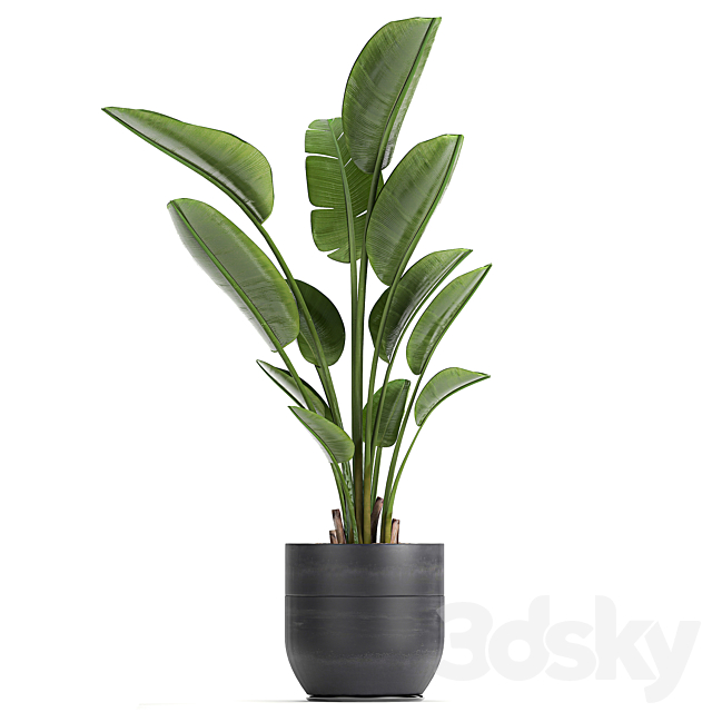 A beautiful small indoor banana palm in a black flower pot Strelitzia. Set 723. 3DSMax File - thumbnail 4