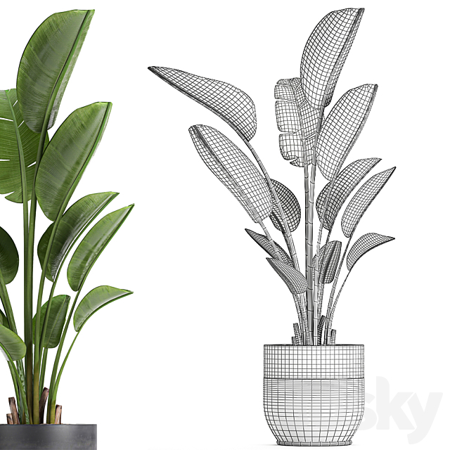 A beautiful small indoor banana palm in a black flower pot Strelitzia. Set 723. 3DSMax File - thumbnail 5