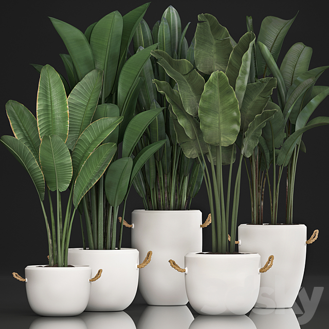 A collection of banana palms in white modern pots with strelitzia ravenala office flowers. Set 435. 3DS Max Model - thumbnail 2