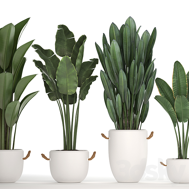 A collection of banana palms in white modern pots with strelitzia ravenala office flowers. Set 435. 3DS Max Model - thumbnail 3