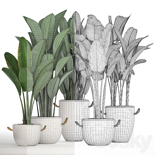 A collection of banana palms in white modern pots with strelitzia ravenala office flowers. Set 435. 3DS Max Model - thumbnail 4