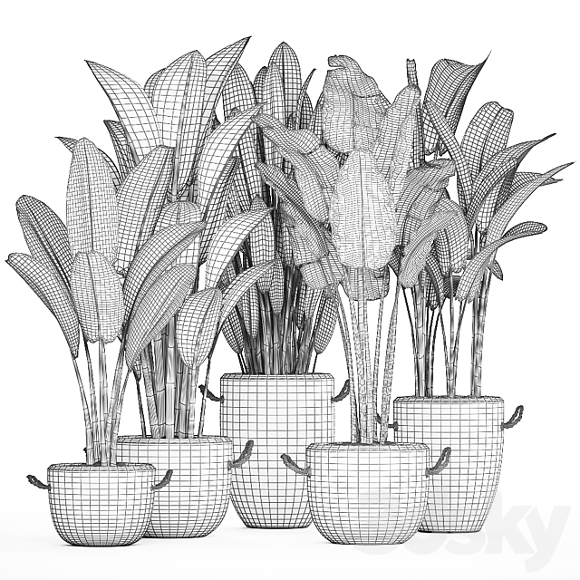 A collection of banana palms in white modern pots with strelitzia ravenala office flowers. Set 435. 3DS Max Model - thumbnail 5