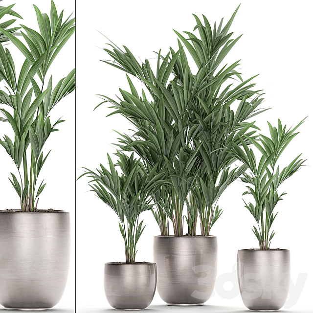 A collection of beautiful decorative palms in stylish pots with Howea forsteriana. Neanta palm. Set 696. 3DSMax File - thumbnail 1