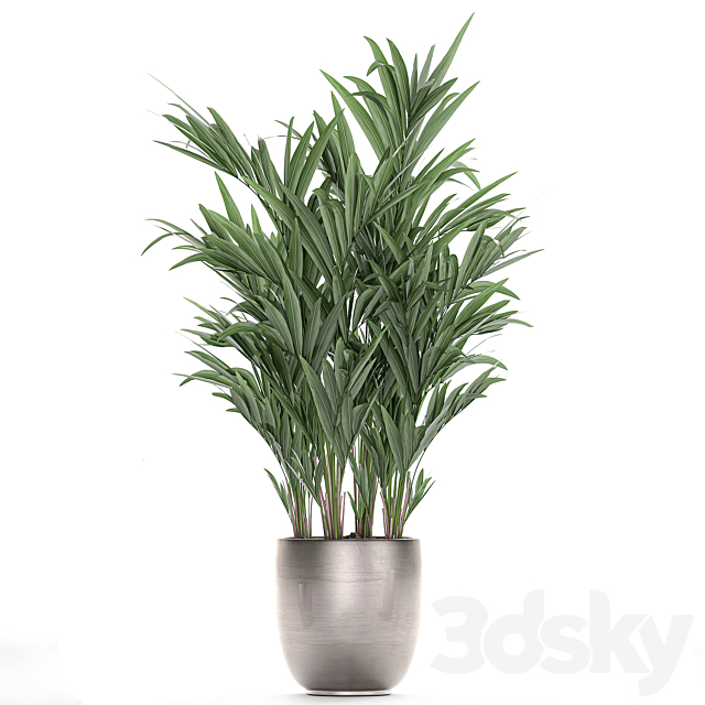 A collection of beautiful decorative palms in stylish pots with Howea forsteriana. Neanta palm. Set 696. 3DSMax File - thumbnail 2