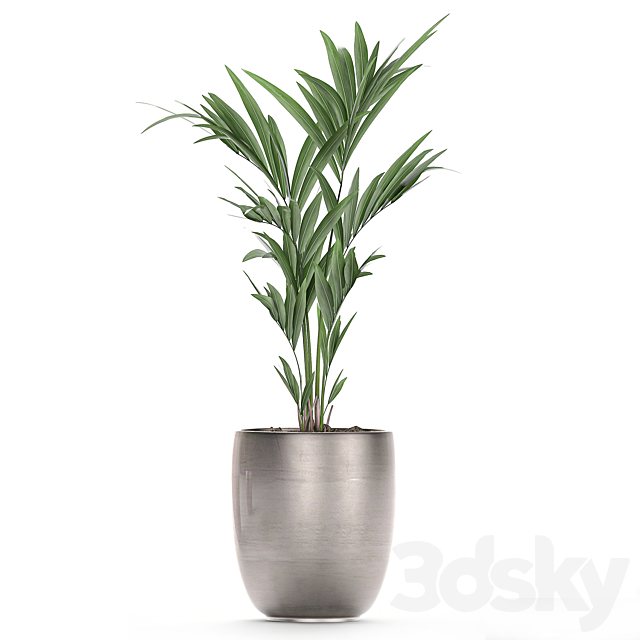 A collection of beautiful decorative palms in stylish pots with Howea forsteriana. Neanta palm. Set 696. 3DSMax File - thumbnail 3