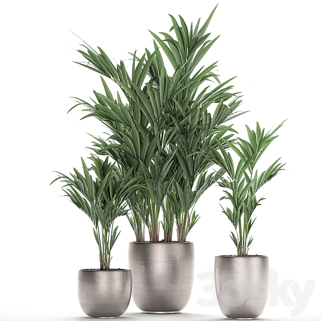 A collection of beautiful decorative palms in stylish pots with Howea forsteriana. Neanta palm. Set 696. 3DSMax File - thumbnail 4