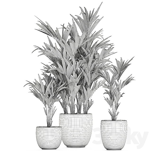 A collection of beautiful decorative palms in stylish pots with Howea forsteriana. Neanta palm. Set 696. 3DSMax File - thumbnail 5