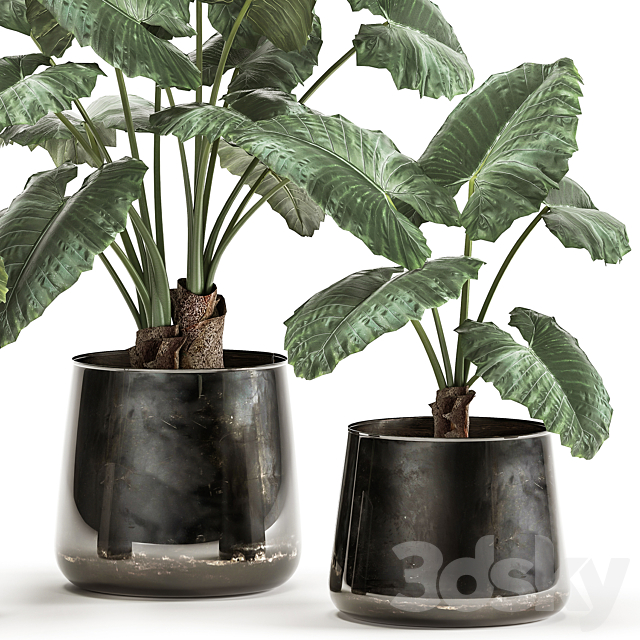 A collection of beautiful lush exotic flowers in black metal pots Alokasia. Set 881 3DS Max Model - thumbnail 2