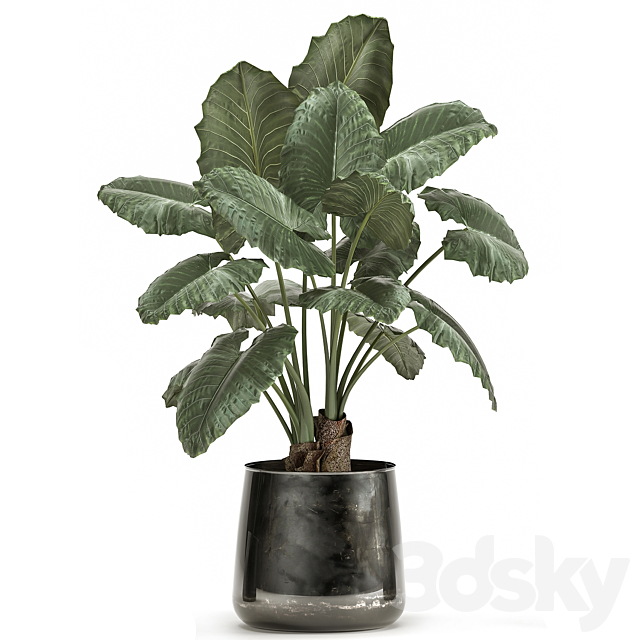 A collection of beautiful lush exotic flowers in black metal pots Alokasia. Set 881 3DS Max Model - thumbnail 4