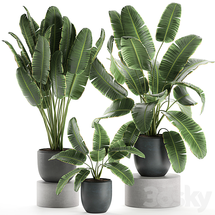 A collection of beautiful lush plants in black pots with strelitzia banana palm ravenala. Set 587. 3DS Max - thumbnail 1