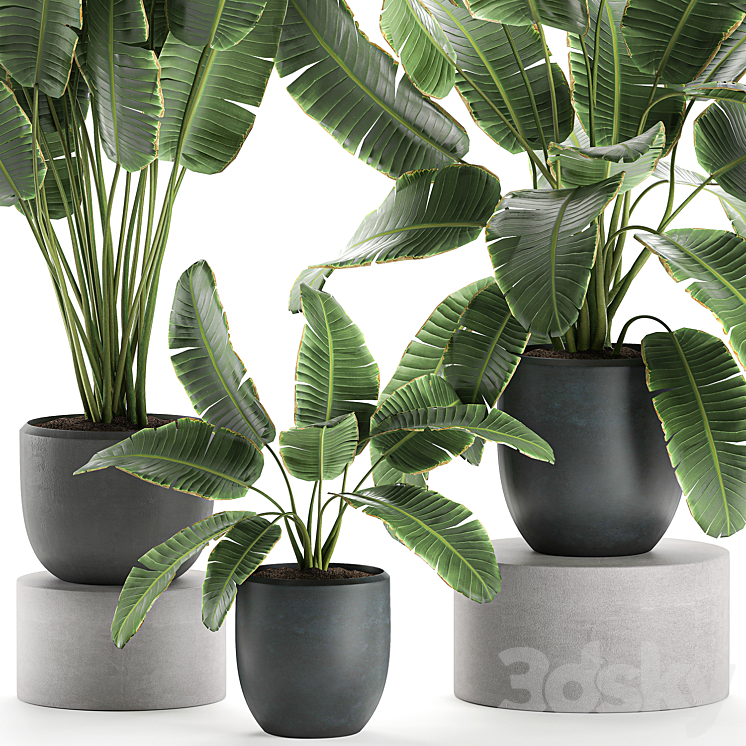 A collection of beautiful lush plants in black pots with strelitzia banana palm ravenala. Set 587. 3DS Max - thumbnail 2