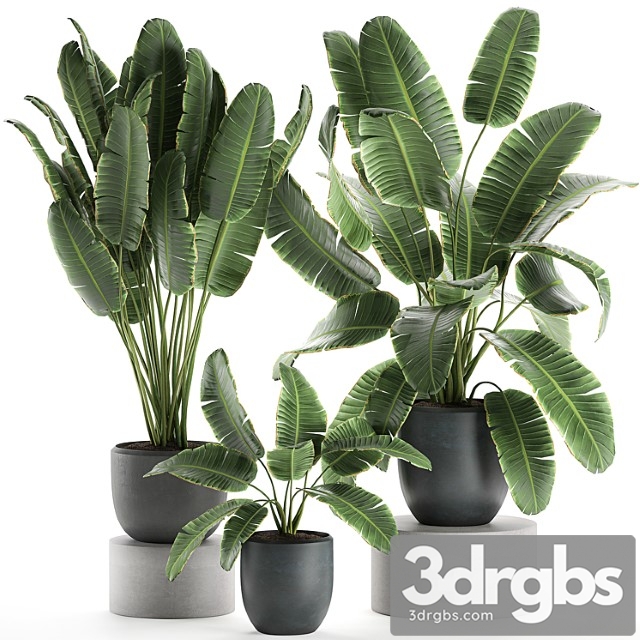 A collection of beautiful lush plants in black pots with strelitzia, banana palm, ravenala. set 587. - thumbnail 1