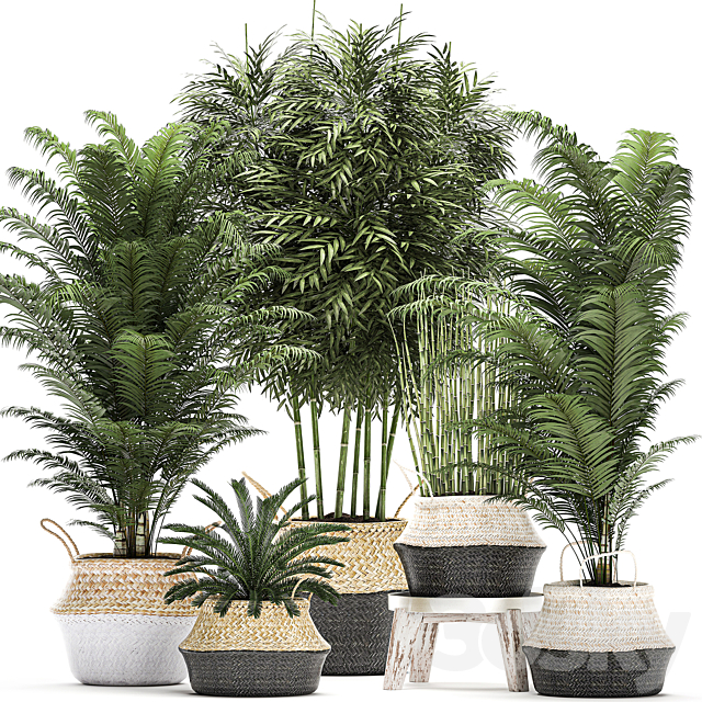 A collection of beautiful lush plants in white baskets with handles with thickets palm bamboo cicada horsetail. Set 489. 3DS Max Model - thumbnail 1