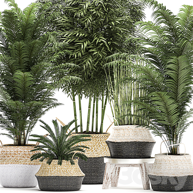 A collection of beautiful lush plants in white baskets with handles with thickets palm bamboo cicada horsetail. Set 489. 3DS Max Model - thumbnail 2