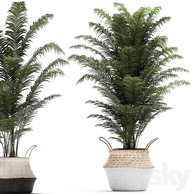 A collection of beautiful lush plants in white baskets with handles with thickets palm bamboo cicada horsetail. Set 489. 3DS Max Model - thumbnail 3