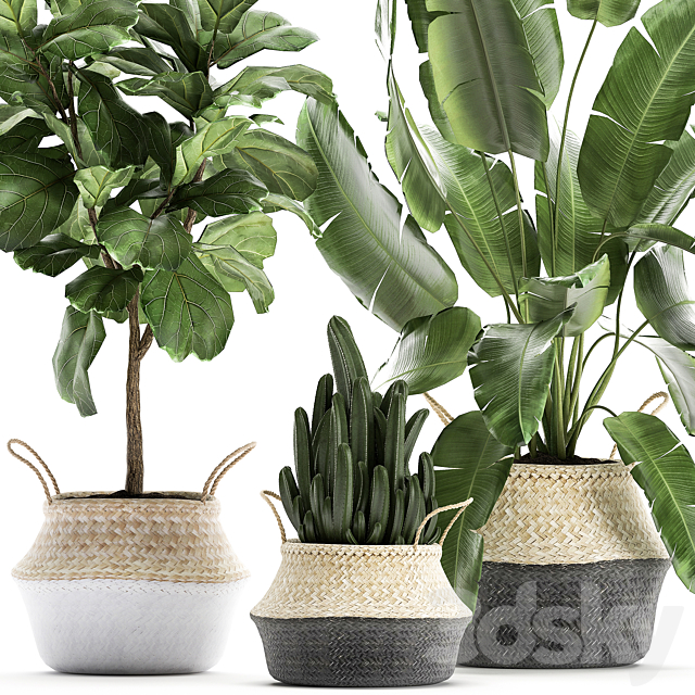 A collection of beautiful plants in black and white baskets with banana palm Strelitzia Ficus lirata cactus. Set 861. 3DS Max Model - thumbnail 2