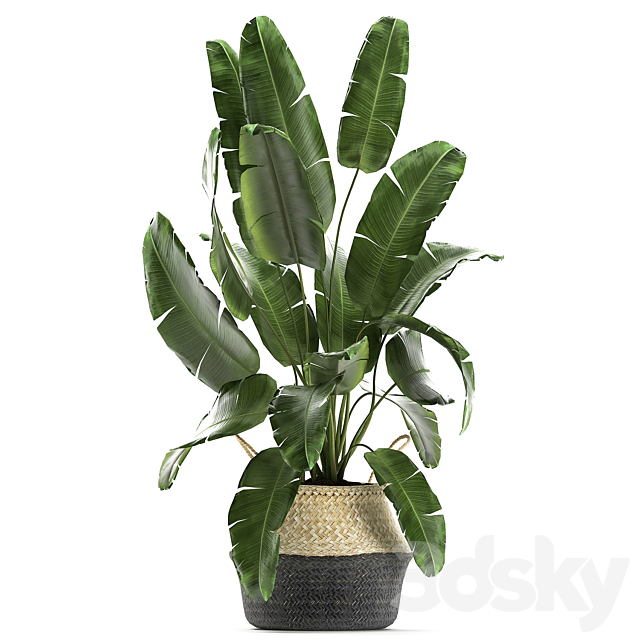 A collection of beautiful plants in black and white baskets with banana palm Strelitzia Ficus lirata cactus. Set 861. 3DS Max Model - thumbnail 3