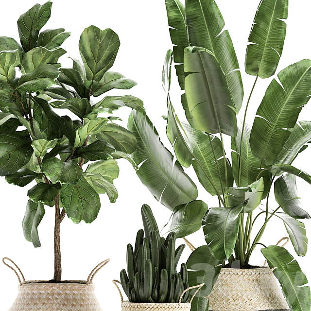 A collection of beautiful plants in black and white baskets with banana palm Strelitzia Ficus lirata cactus. Set 861. 3DS Max Model - thumbnail 4