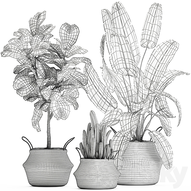 A collection of beautiful plants in black and white baskets with banana palm Strelitzia Ficus lirata cactus. Set 861. 3DS Max Model - thumbnail 5