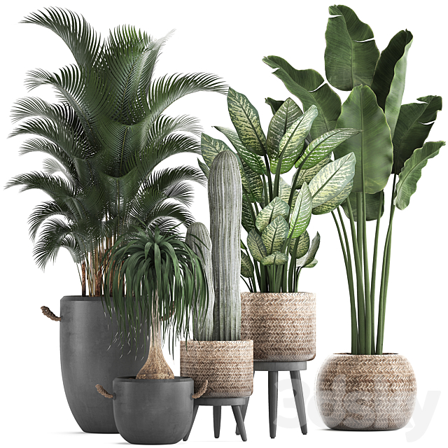 A collection of beautiful plants in modern concrete pots and baskets with Banana palm. hovea. loft. cactus. dracaena. Diffenbachia. Set 417 3DSMax File - thumbnail 1