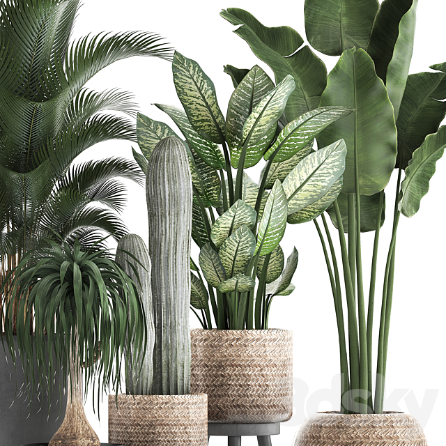 A collection of beautiful plants in modern concrete pots and baskets with Banana palm. hovea. loft. cactus. dracaena. Diffenbachia. Set 417 3DSMax File - thumbnail 2