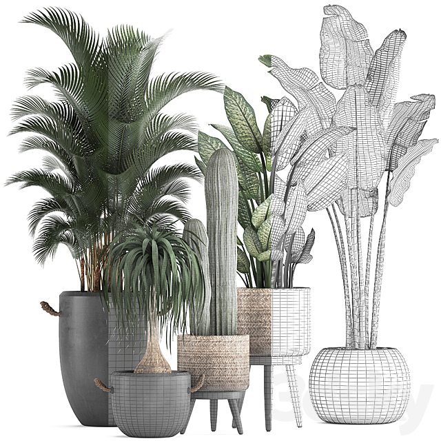 A collection of beautiful plants in modern concrete pots and baskets with Banana palm. hovea. loft. cactus. dracaena. Diffenbachia. Set 417 3DSMax File - thumbnail 3