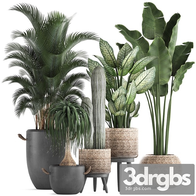 A collection of beautiful plants in modern concrete pots and baskets with banana palm, hovea, loft, cactus, dracaena, diffenbachia. set 417 - thumbnail 1