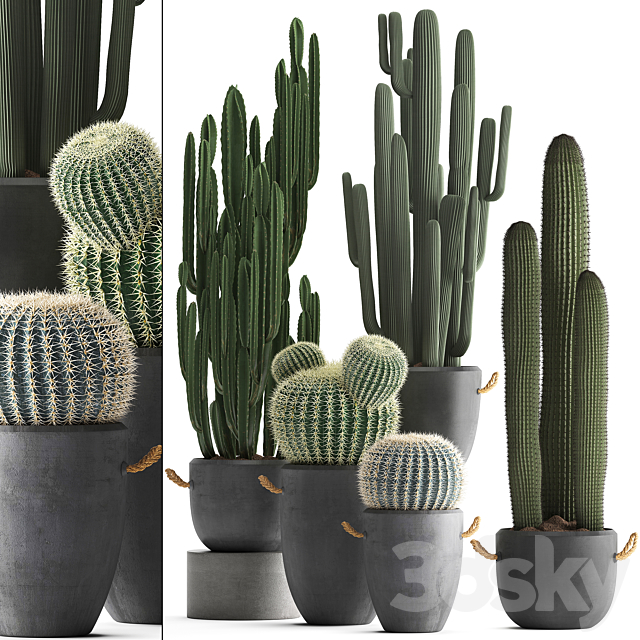 A collection of beautiful small cactus plants in modern concrete pots with Echinocactus. Cereus. Carnegie. Barrel cactus. Set 411. 3DSMax File - thumbnail 1