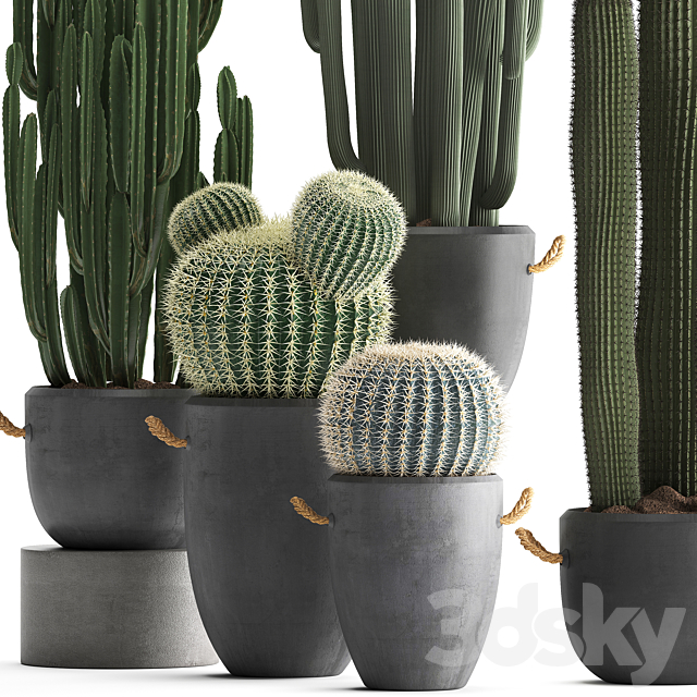 A collection of beautiful small cactus plants in modern concrete pots with Echinocactus. Cereus. Carnegie. Barrel cactus. Set 411. 3DSMax File - thumbnail 2