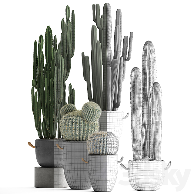 A collection of beautiful small cactus plants in modern concrete pots with Echinocactus. Cereus. Carnegie. Barrel cactus. Set 411. 3DSMax File - thumbnail 3