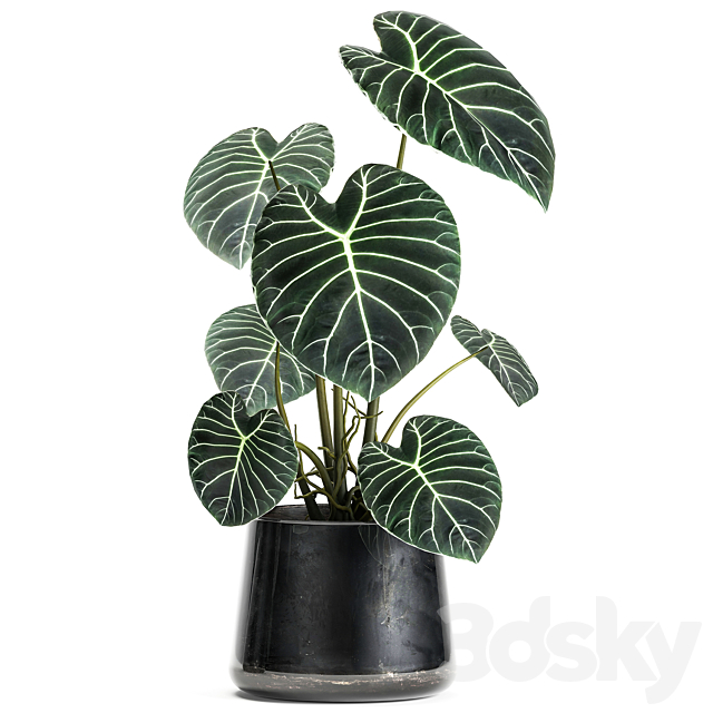 A collection of beautiful small exotic flowers in black metal pots Anthurium crystal. Set 885 3DSMax File - thumbnail 2