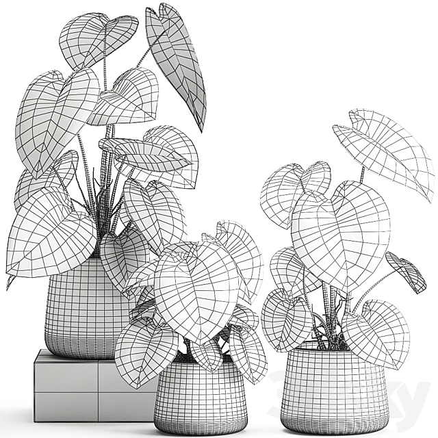 A collection of beautiful small exotic flowers in black metal pots Anthurium crystal. Set 885 3DSMax File - thumbnail 5