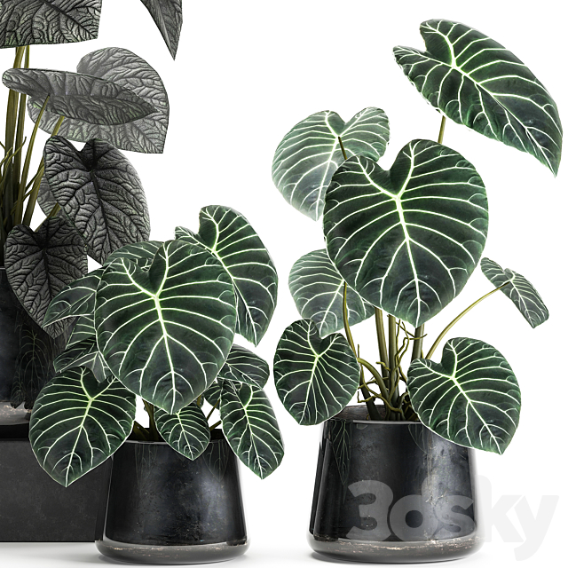 A collection of beautiful small exotic flowers in black metal pots Anthurium crystal. Set 885 3DSMax File - thumbnail 6