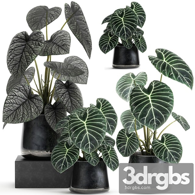 A collection of beautiful small exotic flowers in black metal pots anthurium crystal. set 885 - thumbnail 1