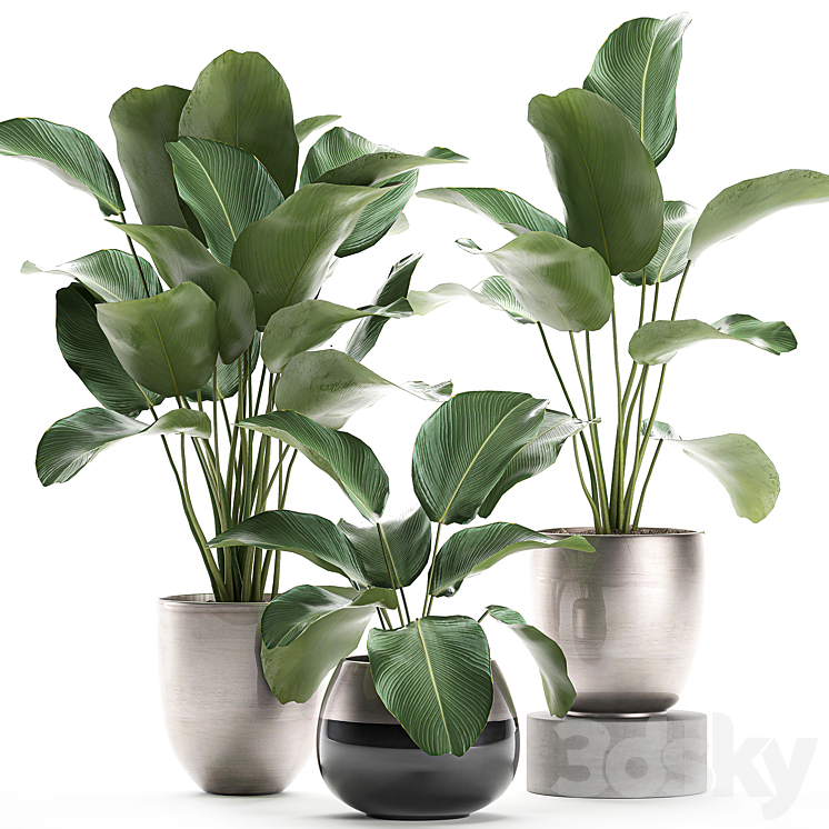 A collection of beautiful small exotic plants in a pot of Kalatea lutea. Set 683. 3DS Max - thumbnail 1