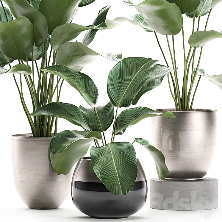 A collection of beautiful small exotic plants in a pot of Kalatea lutea. Set 683. 3DS Max - thumbnail 2