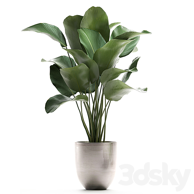 A collection of beautiful small exotic plants in a pot of Kalatea lutea. Set 683. 3DSMax File - thumbnail 3