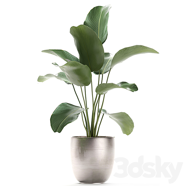 A collection of beautiful small exotic plants in a pot of Kalatea lutea. Set 683. 3DSMax File - thumbnail 4