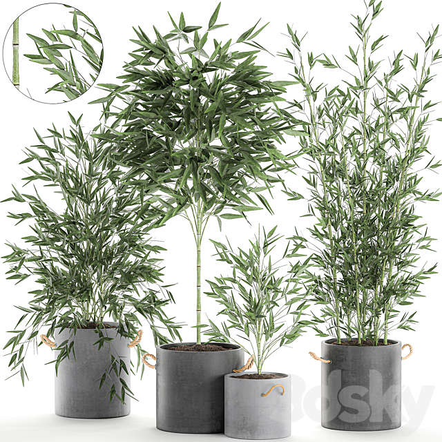 A collection of beautiful small lush bamboo bushes in concrete pots with bamboo handles. Set 596. 3DSMax File - thumbnail 1