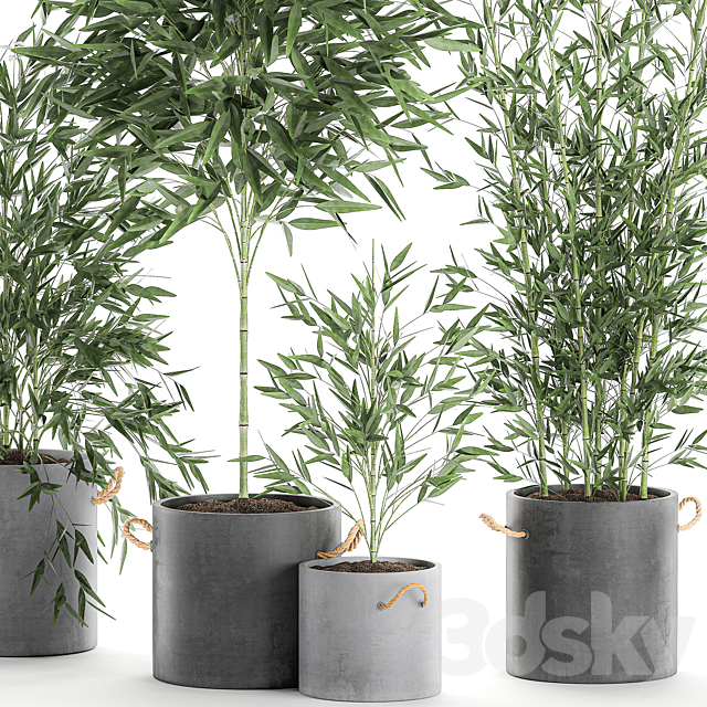 A collection of beautiful small lush bamboo bushes in concrete pots with bamboo handles. Set 596. 3DSMax File - thumbnail 2