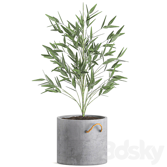 A collection of beautiful small lush bamboo bushes in concrete pots with bamboo handles. Set 596. 3DSMax File - thumbnail 4