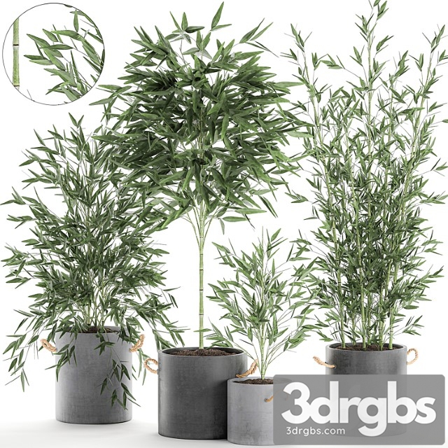 A collection of beautiful small lush bamboo bushes in concrete pots with bamboo handles. set 596. - thumbnail 1