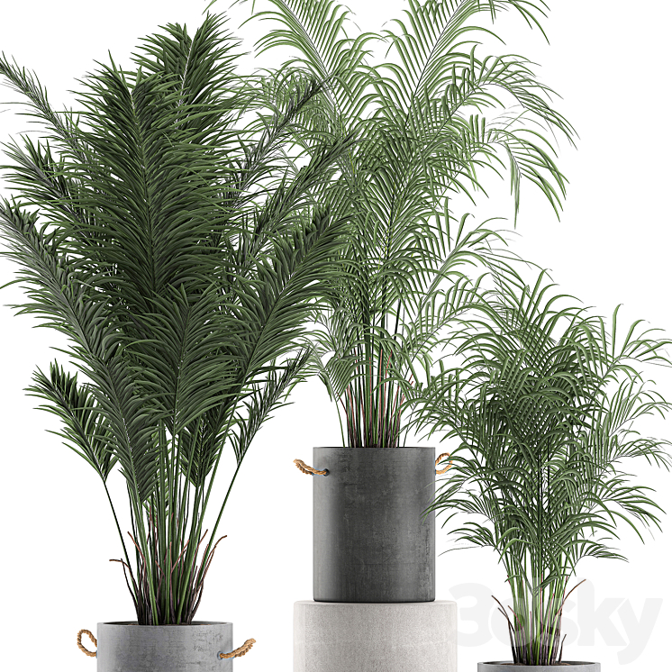 A collection of beautiful small lush palm trees in concrete pots with handles of Hovey kentiya neanta. Set 599. 3DS Max - thumbnail 2