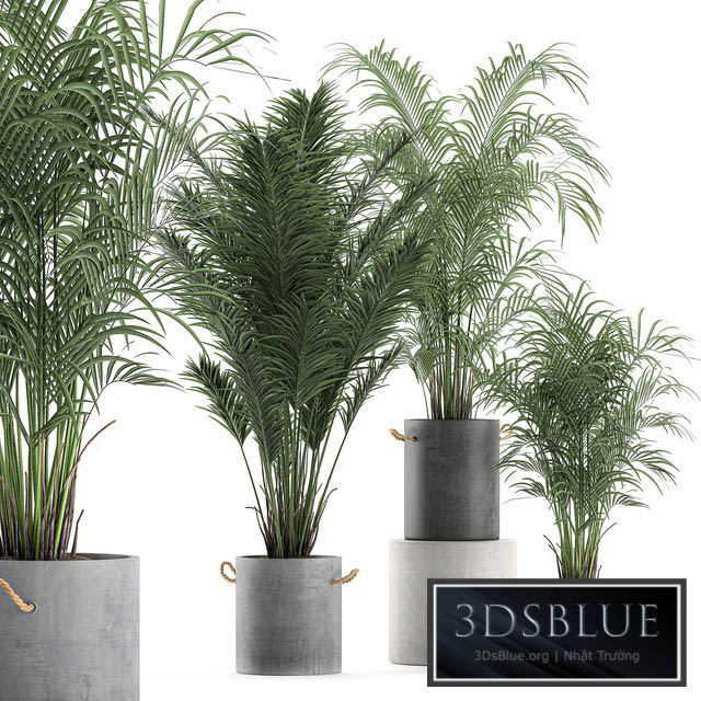 A collection of beautiful small lush palm trees in concrete pots with handles of Hovey kentiya neanta. Set 599. 3DS Max - thumbnail 3