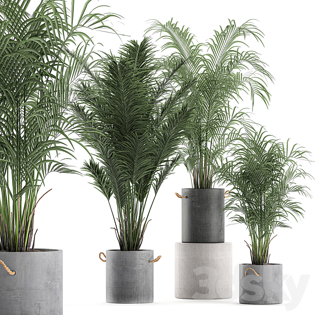 A collection of beautiful small lush palm trees in concrete pots with handles of Hovey. kentiya. neanta. Set 599. 3DSMax File - thumbnail 1