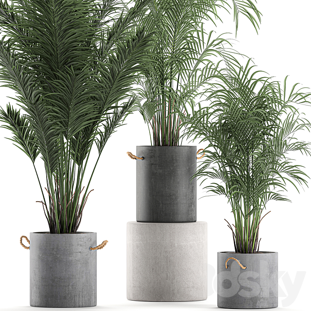 A collection of beautiful small lush palm trees in concrete pots with handles of Hovey. kentiya. neanta. Set 599. 3DSMax File - thumbnail 3