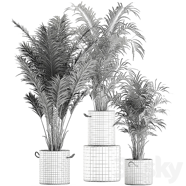 A collection of beautiful small lush palm trees in concrete pots with handles of Hovey. kentiya. neanta. Set 599. 3DSMax File - thumbnail 4