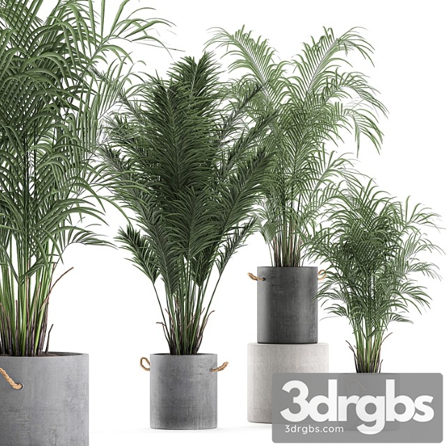 A collection of beautiful small lush palm trees in concrete pots with handles of hovey, kentiya, neanta. set 599. - thumbnail 1