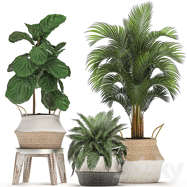 A collection of beautiful small ornamental plants in white baskets with handles with palm. Howea . Ficus lyrata. Set 486. 3DSMax File - thumbnail 1